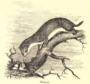 paul spencer - story - weasel